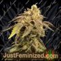 Strawberry NL5 Mist by Just Feminised Cannabis Seeds For Sale at Just Feminized