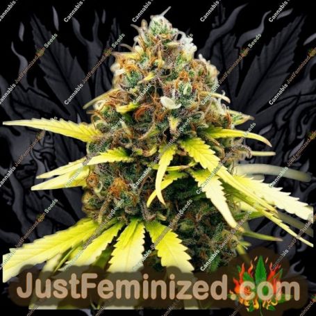 Семена конопли Super Lemon Haze от Just Feminised продаются на Just Feminized