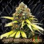 Семена конопли Super Lemon Haze от Just Feminised продаются на Just Feminized