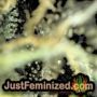 Mixed by Ace Seeds THC CBD Close Up Trichomes Potency Yield Indica Sativa Strain Pic Images