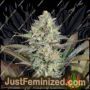 Super Skunk by Just Feminised Cannabis Seeds For Sale at Just Feminized