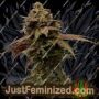 Super Turbo Diesel Auto от Just Feminised Семена конопли для продажи в Just Feminized