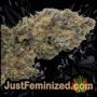 Super Turbo Diesel Auto by Just Feminized Buds Weed Ganja Skunk Pot Reefer Dope Herb Pics Images
