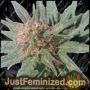 Semillas de cannabis feminizadas Sweet Tooth de Just a la venta en Just Feminized