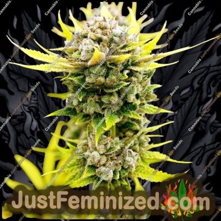 Tangie Banana OG Auto by Just Feminised Cannabis Seeds For Sale at Just Feminized