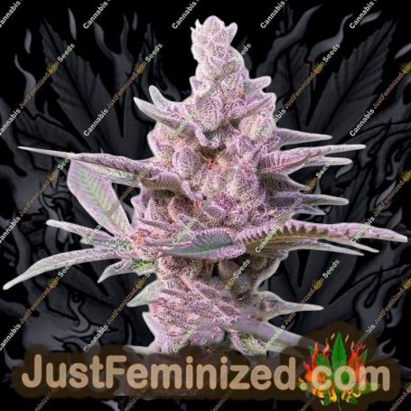 Семена конопли Tropicana Cookies Auto от Just Feminized продаются в Just Feminized