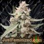 คุกกี้ Tropicana จาก Just Feminised เมล็ดพันธุ์กัญชาสำหรับขายที่ Just Feminized