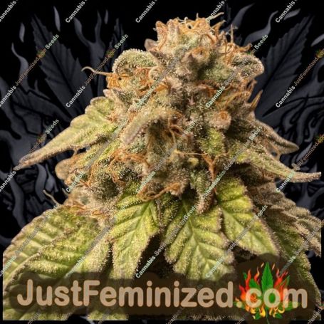 Арбуз Zkittlez Auto от Just Feminised Семена конопли для продажи в Just Feminized