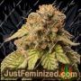 Арбуз Zkittlez Auto от Just Feminised Семена конопли для продажи в Just Feminized