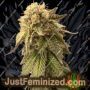 Watermelon Zkittlez by Just Feminised Cannabis Seeds For Sale at Just Feminized