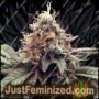 Семена конопли White Rhino Fast V от Just Feminised продаются в Just Feminized