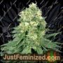 White Widow by Just Feminised Cannabis Seeds For Sale at Just Feminized
