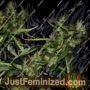Mango Haze by CBD Crew Cannabis Seeds For Sale at Just Feminized