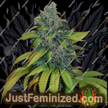 Zkittles Auto by Just Feminised Cannabis Seeds For Sale at Just Feminized