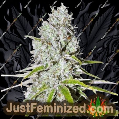 Zkittles by Just Feminised Cannabis Seeds For Sale at Just Feminized