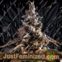 Семена конопли Alien Technology X Do Si Do от Empire Seed Bank продаются в Just Feminized