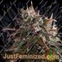 Bubble Bath par Empire Seed Bank Graines de cannabis à vendre chez Just Feminized