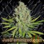 Semillas de cannabis Grape Stomper de Empire Seed Bank a la venta en Just Feminized