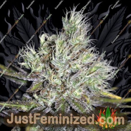 Medi Haze by CBD Crew Cannabis Seeds For Sale at Just Feminized