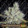 Medi Haze by CBD Crew Cannabis Seeds For Sale at Just Feminized
