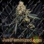 Pink Glue от Soma Seeds Семена конопли для продажи в Just Feminized