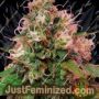 OG Kush by CBD Crew Cannabis Seeds For Sale at Just Feminized