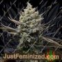 Corn Syrup by Cookies Seed Bank Cannabis Seeds For Sale at Just Feminized