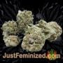 Corn Syrup by Cookies Seed Bank Buds Weed Ganja Skunk Pot Reefer Dope Herb Pics Images