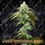 Семена конопли Motor City by Cookies Seed Bank продаются в Just Feminized