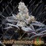 Mind Fuck от Cookies Seed Bank Семена конопли для продажи в Just Feminized