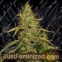 PH by CBD Crew Cannabis Seeds For Sale at Just Feminized