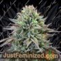 Cherry Cooks by Cookies Seed Bank Cannabis Seeds For Sale at Just Feminized