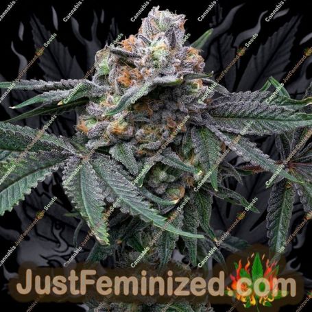 Graines de cannabis Mango Z x Hollywood de Cookies Seed Bank à vendre chez Just Feminized