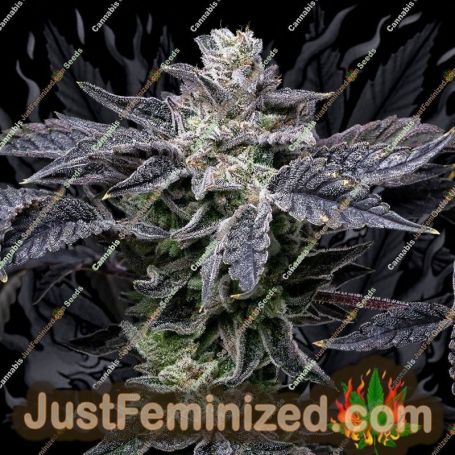 Pink Runtz x Hollywood by Cookies Seed Bank Cannabis Seeds For Sale at Just Feminized