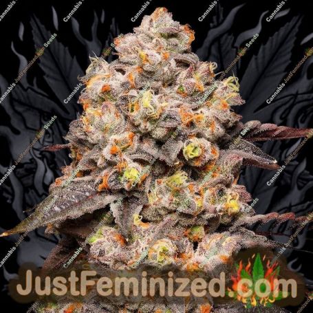 Dried Fruit by Cookies Seed Bank Cannabis Seeds For Sale at Just Feminized
