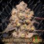 Dried Fruit by Cookies Seed Bank Cannabis Seeds For Sale at Just Feminized