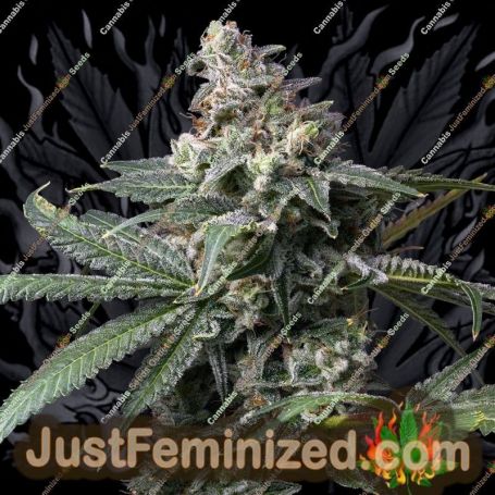 Graines de cannabis GMO x Hollywood de Cookies Seed Bank à vendre chez Just Feminized