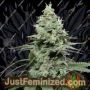 Sunset Pie by Cookies Seed Bank Cannabis Seeds For Sale at Just Feminized
