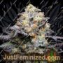 Семена конопли Double Sherb от Cookies Seed Bank продаются в Just Feminized