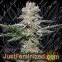 Семена конопли Grapefruitz от Cookies Seed Bank продаются в Just Feminized