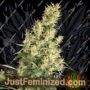 Kali Mist จาก Serious Seeds เมล็ดพันธุ์กัญชาสำหรับขายที่ Just Feminized