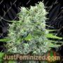 Семена конопли Kalibabba от Serious Seeds продаются в Just Feminized