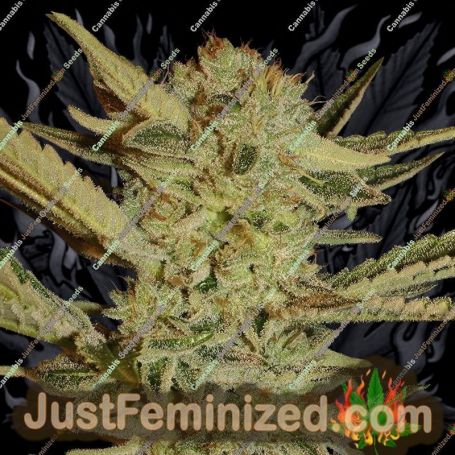 Семена конопли Bubblegum от Serious Seeds продаются в Just Feminized