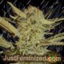 Семена конопли Bubblegum от Serious Seeds продаются в Just Feminized
