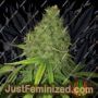 Yummy by CBD Crew Cannabis Seeds For Sale at Just Feminized