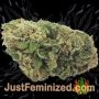 White Widow Auto by Just Feminized Buds Weed Ganja Skunk Pot Reefer Dope Herb Pics Images
