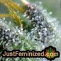 Platinum Gorilla Cookies Auto by Just Feminized