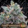 Blue Fumez by Grounded Genetics Cannabis Seeds For Sale at Just Feminized