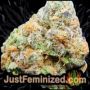 Blue Fumez by Grounded Genetics Buds Weed Ganja Skunk Pot Reefer Dope Herb Pics Images