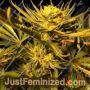 Concrete Zkittlez by Concrete Jungle Cannabis Seeds For Sale at Just Feminized